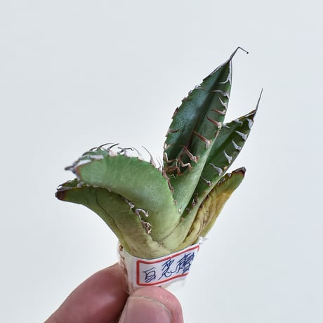 CATEGORY アガベ チタノタ 白悪魔 | RAFLUM / ラフラム｜東京、大阪の