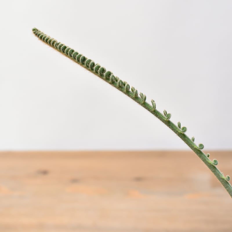 サイカス カイルンシアナ 【実生】RF25011359 | RAFLUM / ラフラム