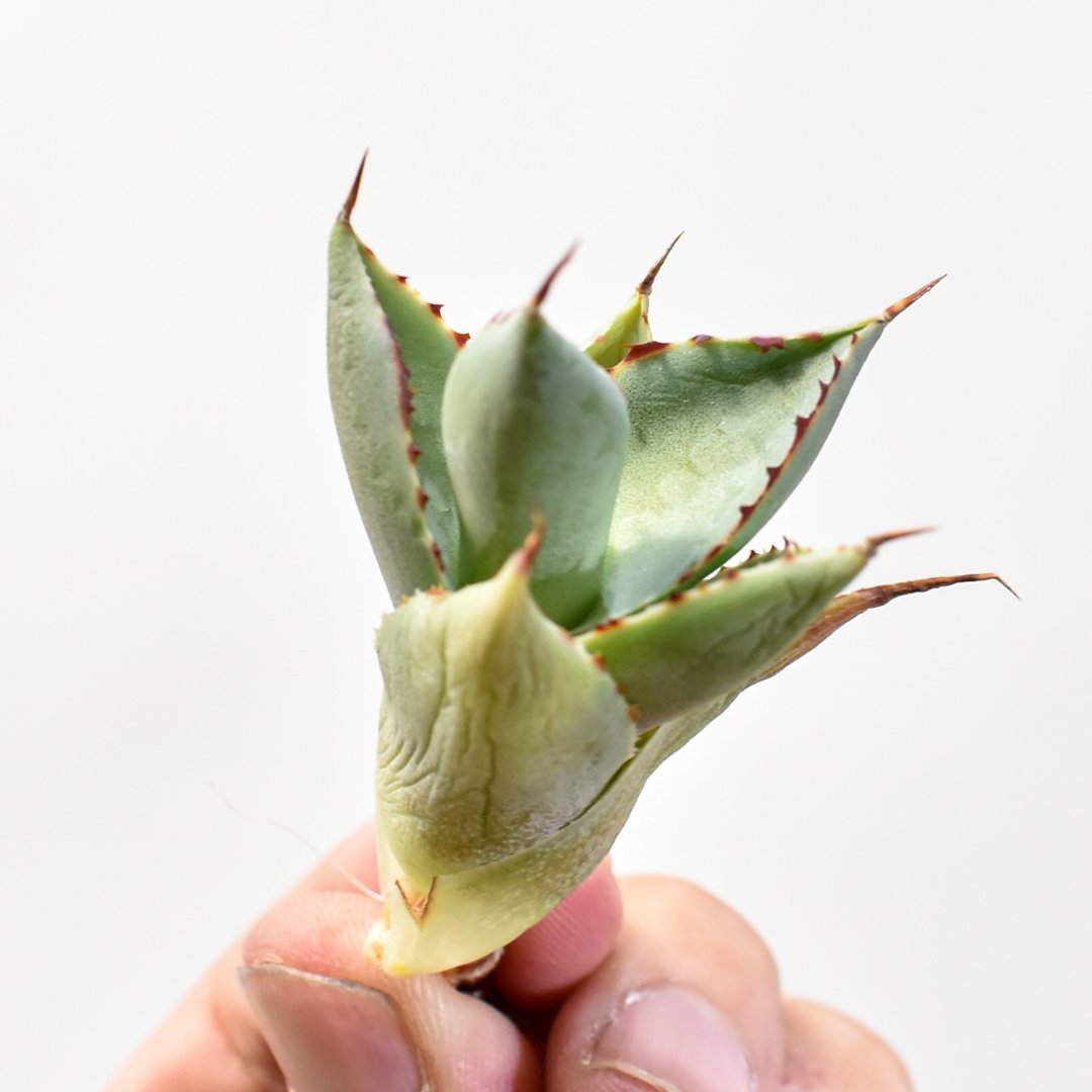 アガベ hybrid バーントバーガンディ×イシスメンシス/瀧雷x甲蟹【台湾