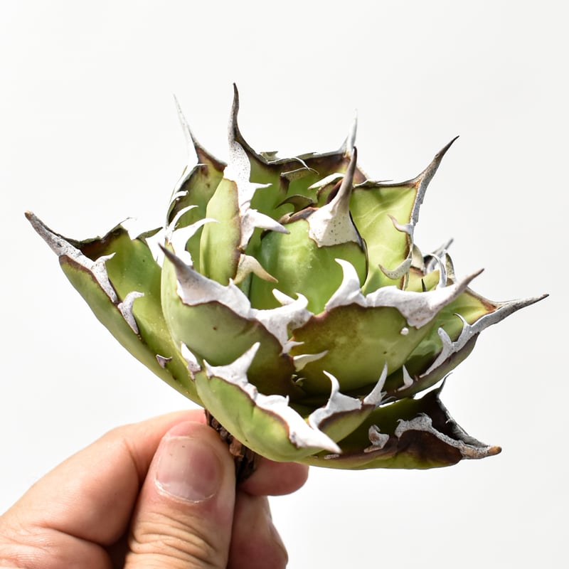 アガベ チタノタ 