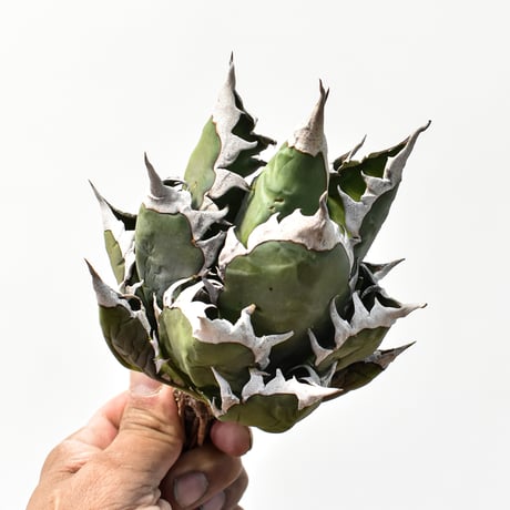 アガベ チタノタ "精品レッドキャットウィーズル" / 精品赤猫 , 精品紅猫  【台湾 dragon agave産/中株/抜き苗】C65
