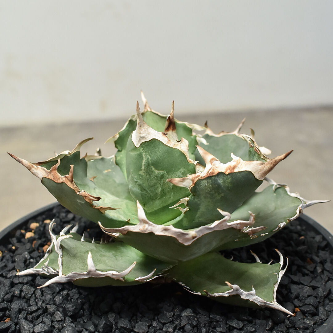 商品を売る アガベ チタノタ 蟹 クラブ titanota agave - 観葉植物