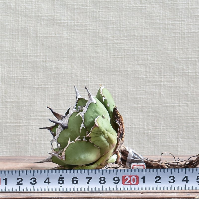 アガベ チタノタ アガベ チタノタ