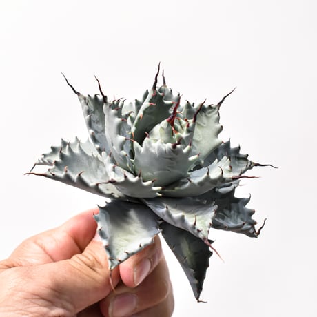 アガベ ハイブリット アメリカ白銀甲蟹(美系白銀)×象牙妖炎【台湾botanical_seeker産/選抜株】RF25011798