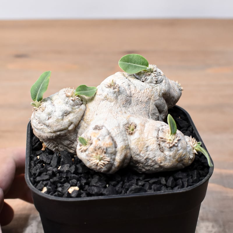 ブレビカウレ 恵比寿笑い幅17cm 検/パキプス　グラキリス パキポディウム ブレビカウレ 