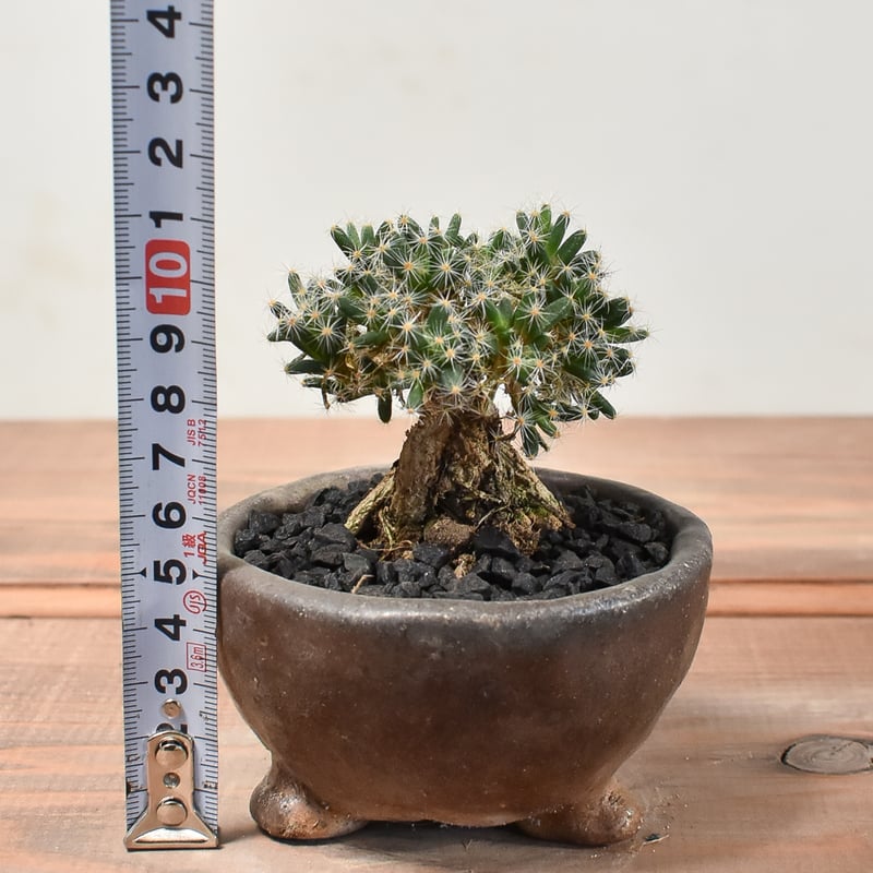 トリコディアデマ デンサム 