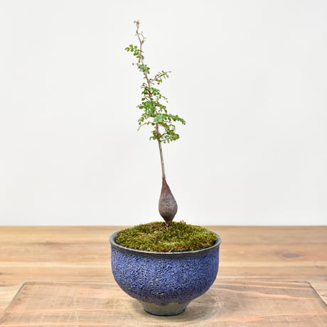 【“WACK” ON YOUR SIDE】オペルクリカリア パキプス WACK-A112