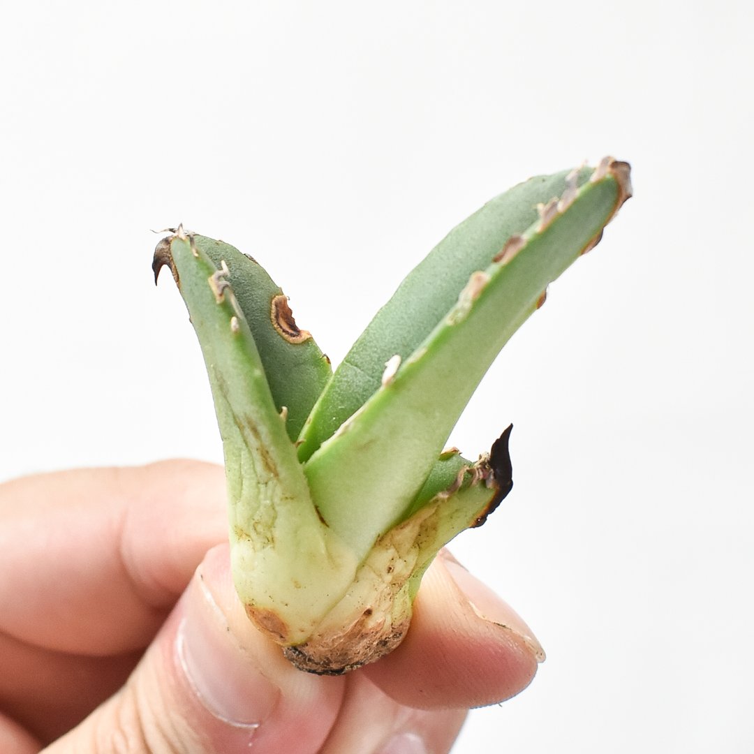 【大幅値引中】親株サイズ EU ゴジラ アガベ チタノタ アガベ チタノタ EU ゴジラ | GREEN LUCK