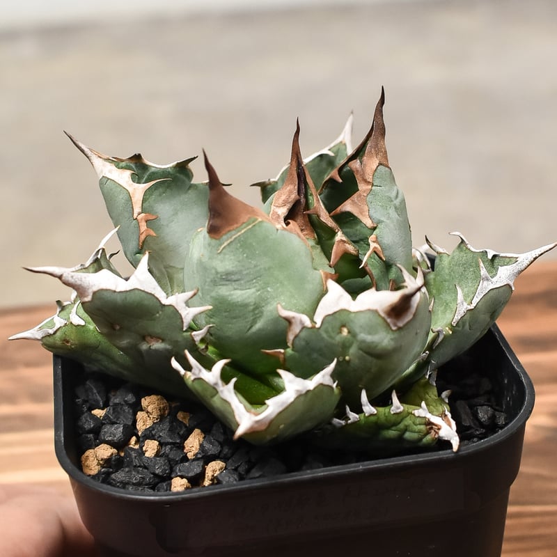 アガベ　チタノタ　ブツブツ　クランキー アガベ チタノタ FO-222 STANO LAB産（台湾）002 – linkplants