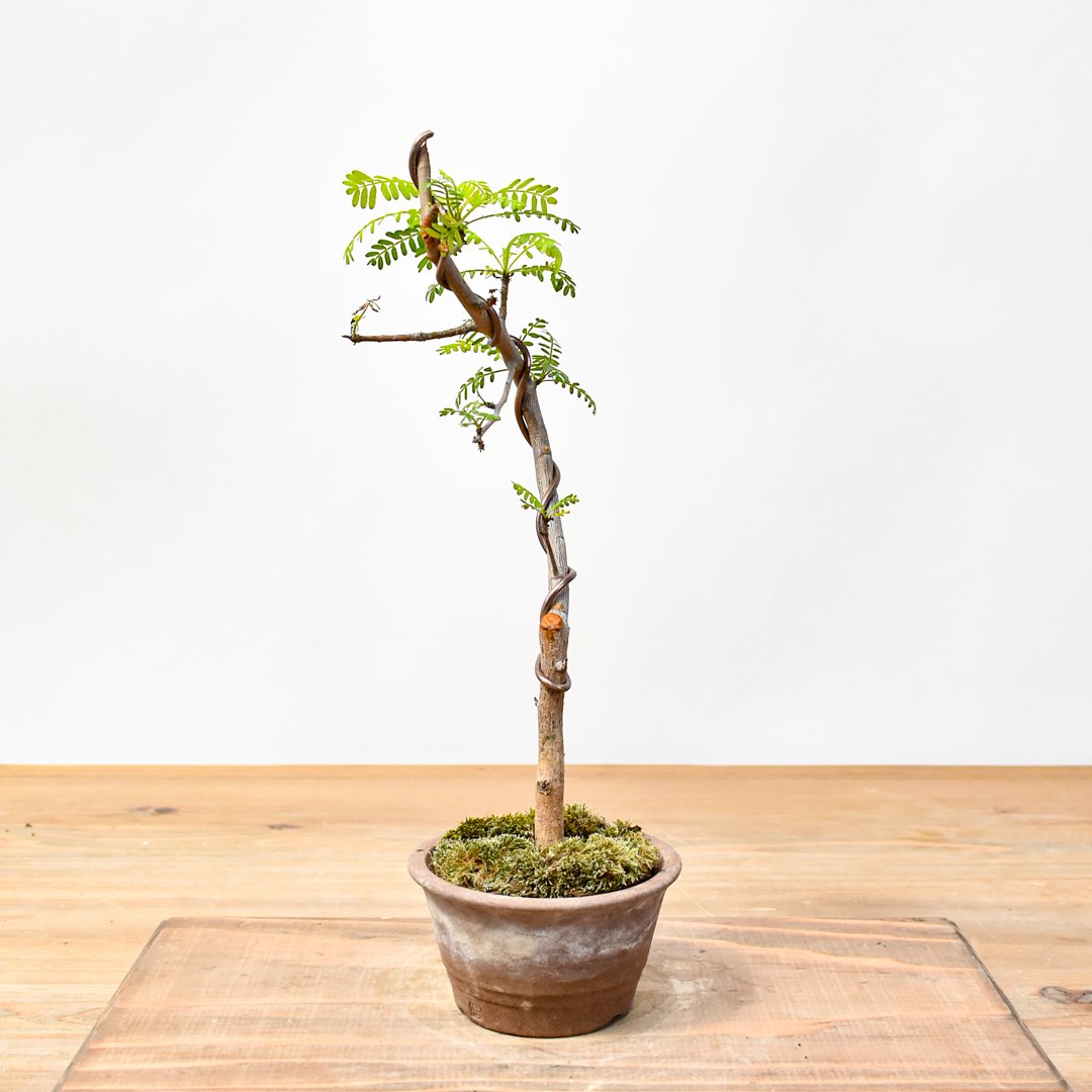 ブルセラミクロフィラ　実生　ブルセラ　コミフォラ Bursera microphilla【ブルセラ・ミクロフィラ・実生】 | RIMO'S