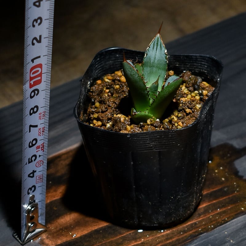 アガベ チタノタ 