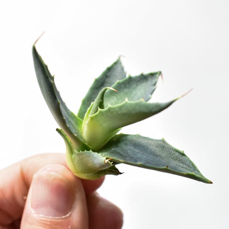 アガベ ハイブリット "邪霊" (特白肌怒雷神×血妖) 【台湾botanical_seeker産】RF25011589