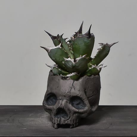 Matasuke Tatsumi（TEATOYA'S GALLERY）【Skull pot Black】type C