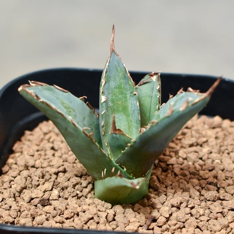 アガベ チタノタ 鳳凰 フェニックス #020 アガベ チタノタ