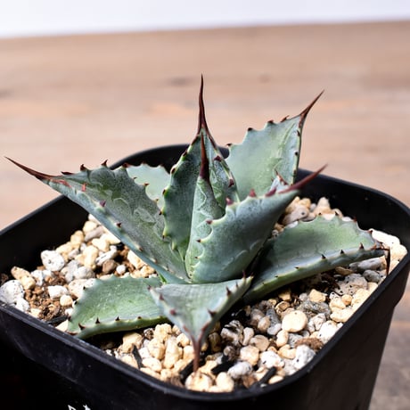 アガベ ハイブリット 曙光 ×（パラサナ、イシスメンシス）【台湾botanical_seeker産】L RF25011583