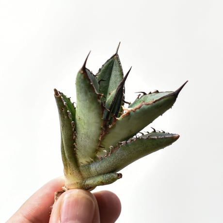 アガベ実生選抜 | STORES