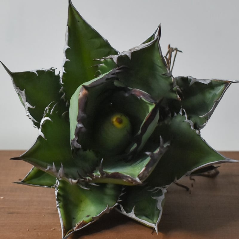 アガベ チタノタ ブラックファイヤー / ブラックフレイム /ブラック