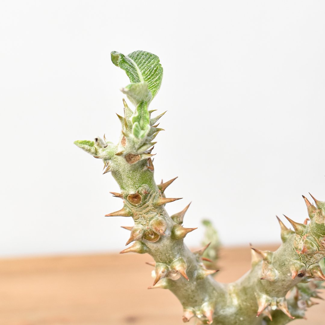 RAFLUMコレクション】パキポディウム ウィンゾリー 