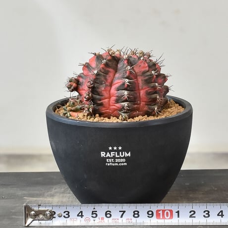 ギムノカリキウム ミハノビッチ "緋牡丹錦"（発根済み）RF231005