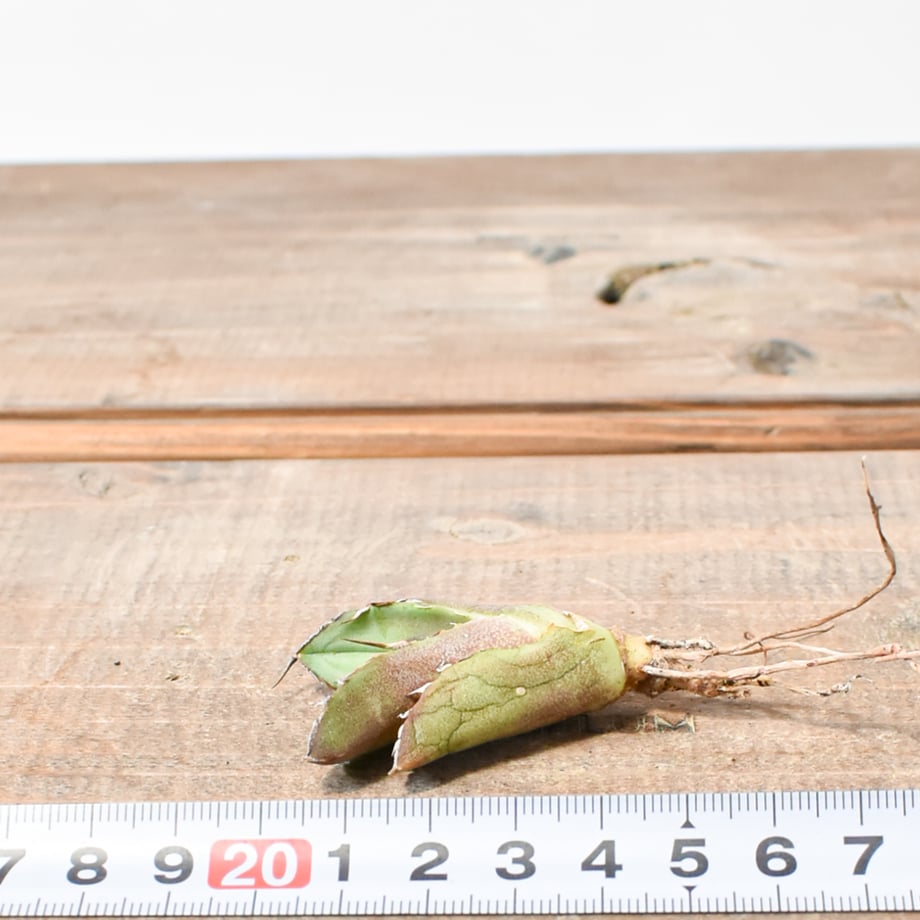 67b5481addb42200c7192492