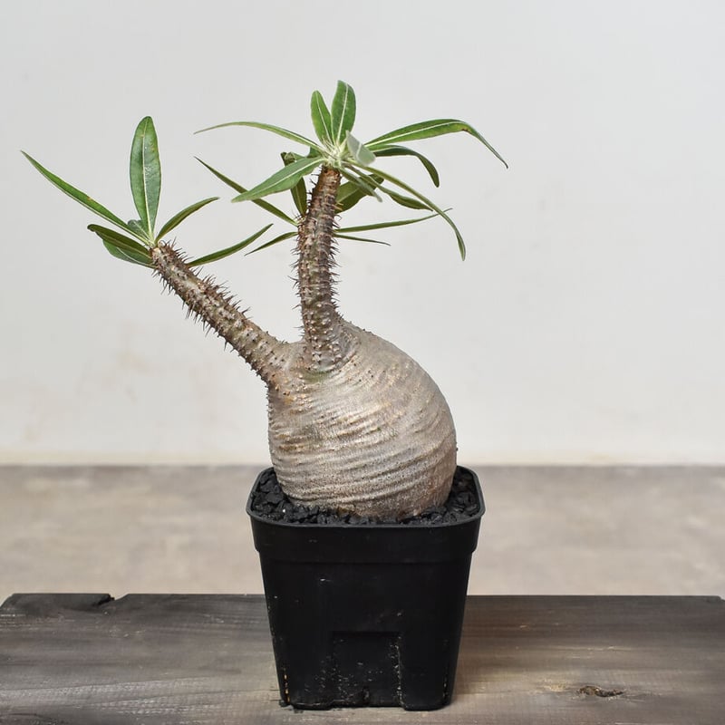 パキポディウム グラキリス (発根済み) RF230807 | RAFLUM / ラフラム｜