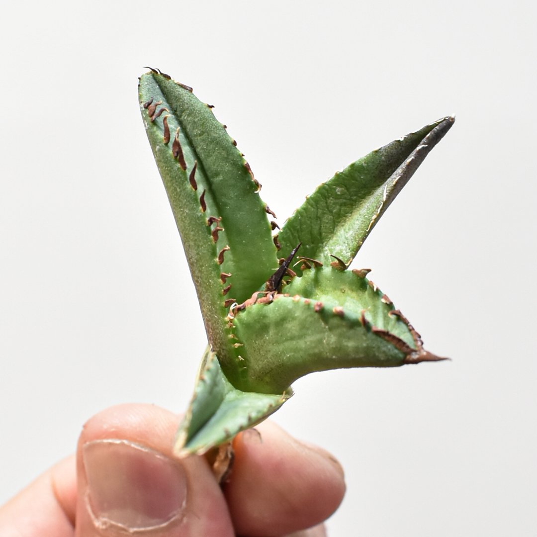 【親株】アガベ チタノタ Dennis040 キングアーサー アガベ チタノタ DENNIS040 