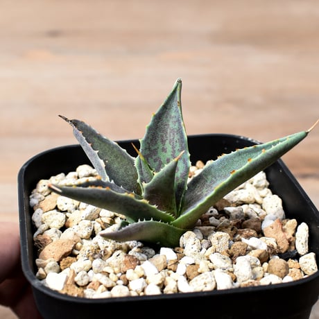 アガベ ハイブリット "邪霊" (特白肌怒雷神×血妖) 【台湾botanical_seeker産】RF25012015