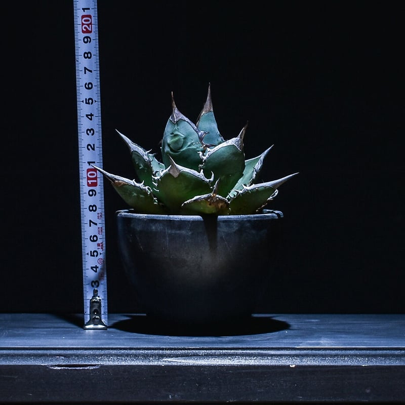 アガベ アガベ チタノタ タワーオブバベル (発根済み) RF22869 | RAFLUM / ラ