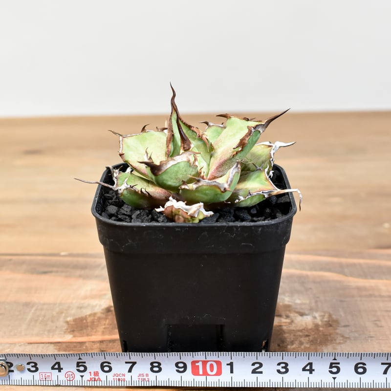 アガベ チタノタ DENNIS043【台湾DENNIS産/発根済み/子株】DN2501002