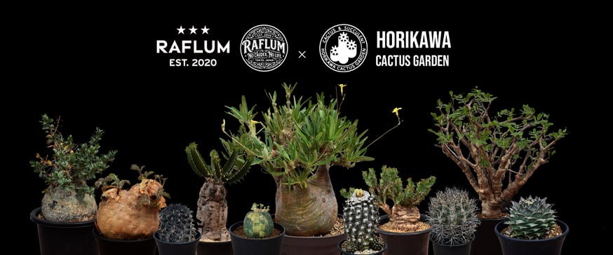 NEWS | RAFLUM / ラフラム｜東京 原宿の塊根植物（コーデックス