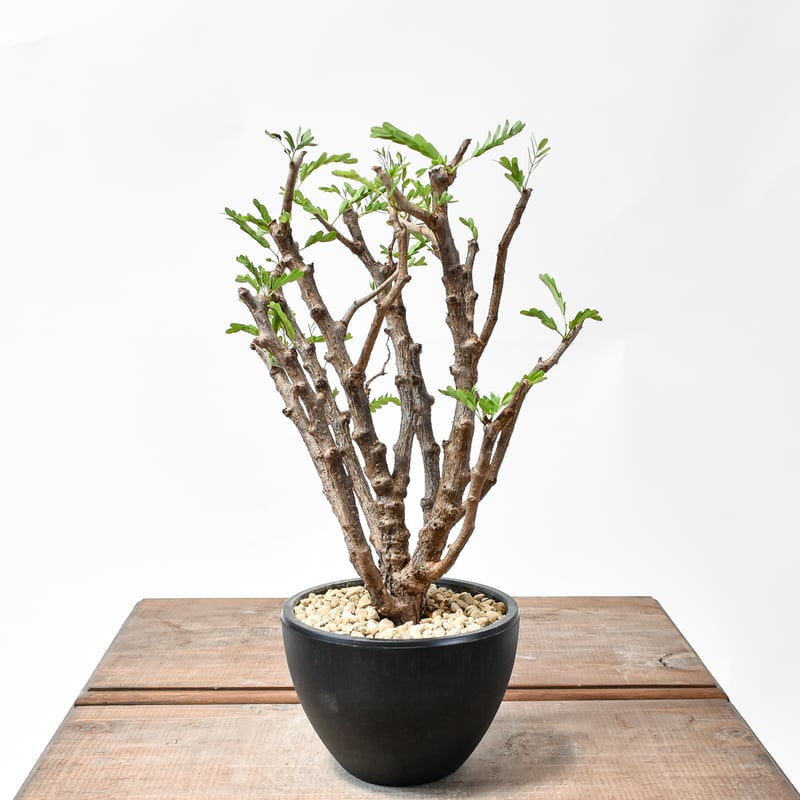 センナ メリディオナリス10 センナ メリディオナリス 【発根済み】GM2402466(T) | RAFLUM