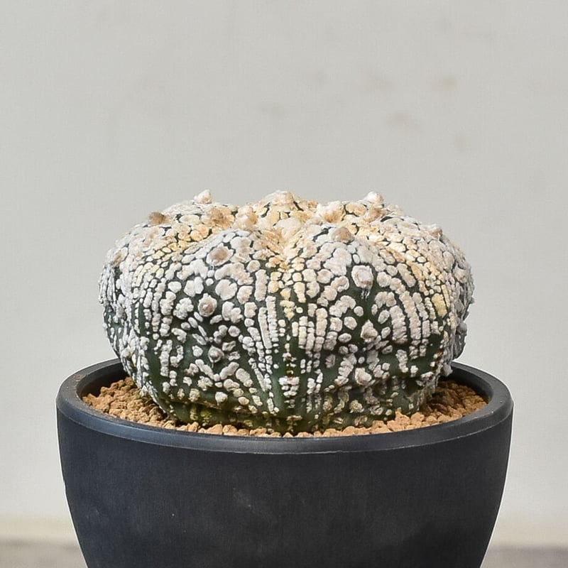 アストロフィツム スーパー兜（発根済み）RF231045 | RAFLUM