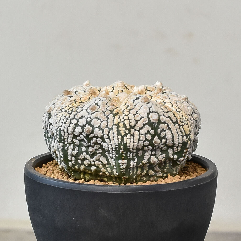 アストロフィツム スーパー兜（発根済み）RF231045 | RAFLUM