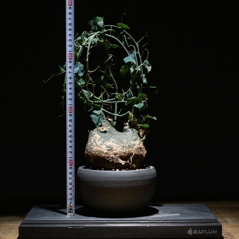 アデニアスピノーサ アデニアスピノーサ【人気急上昇！！希少なこんもり株を厳選しての販売