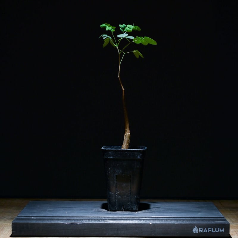 デロニクス プミラ（実生）RF22754 | RAFLUM / ラフラム｜東京、大阪の