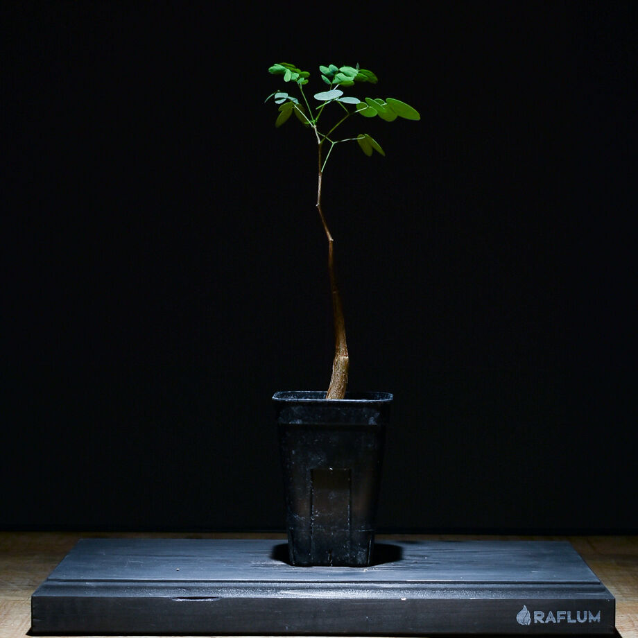 デロニクス プミラ（実生）RF22754 | RAFLUM / ラフラム｜東京、大阪の