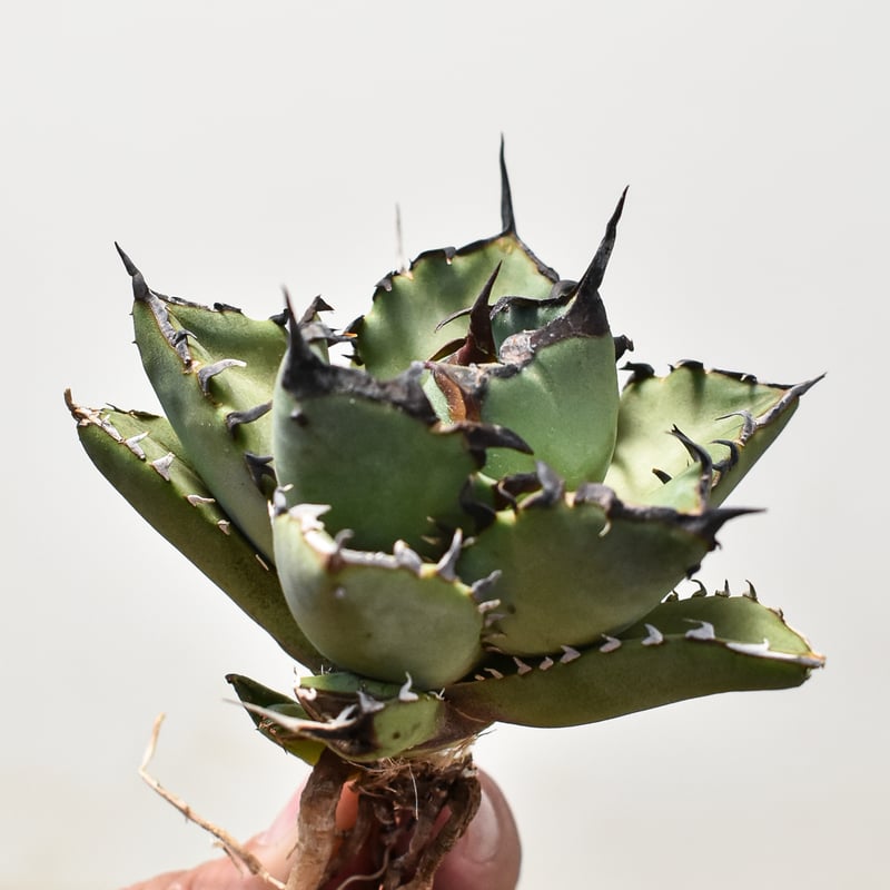 アガベ チタノタ 黒鯨 【台湾産/抜き苗】DG2400589 | RAFLUM