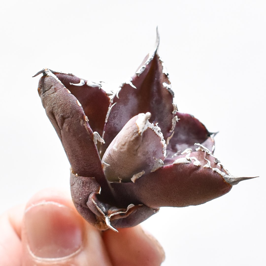 レア品種】アガベ チタノタ WANDA / 汪達【台湾 dragon agave産/抜き苗/