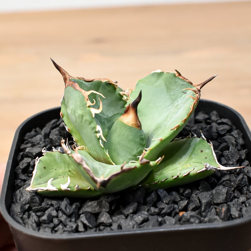 アガベ チタノタ 虎鯨 