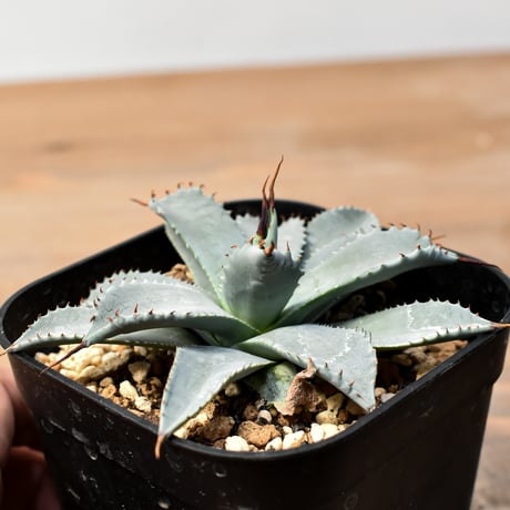 アガベ ハイブリット 日系イシスメンシス×象牙妖炎（陽炎エボリ）【台湾botanical_seeker産】RF25011368