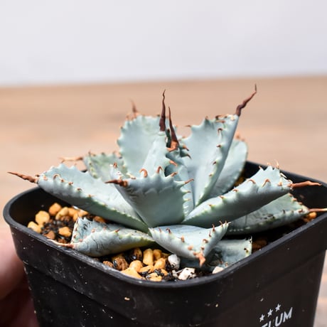 アガベ ハイブリット 日系イシスメンシス×象牙妖炎（陽炎エボリ）【台湾botanical_seeker産】RF25011394