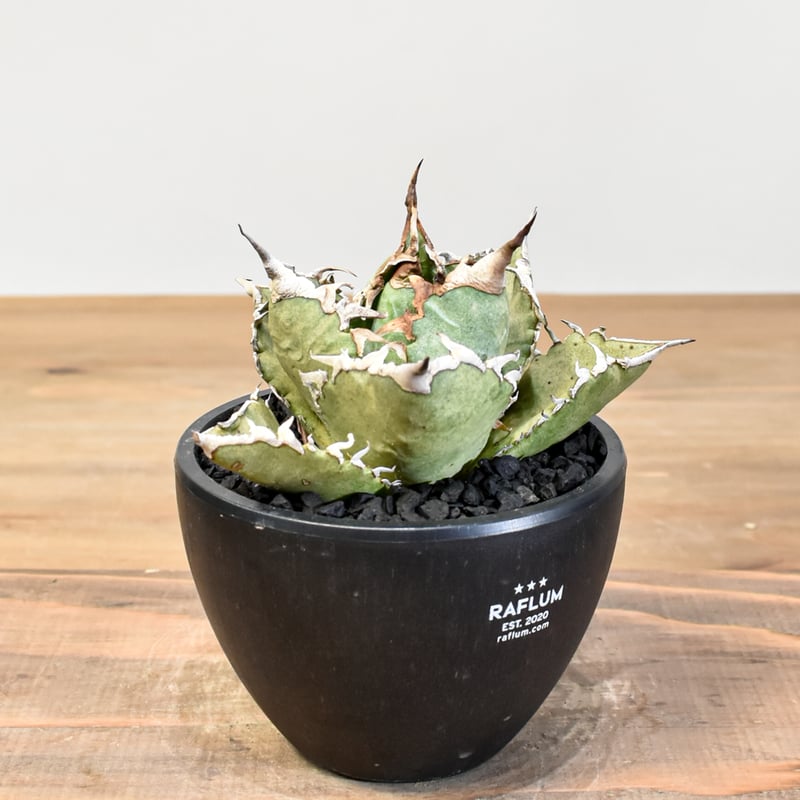 アガベ チタノタ ソーラーエクリプス 