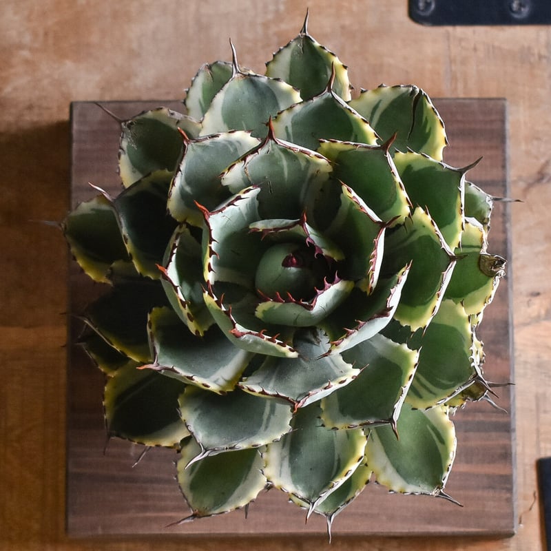 アガベ デザートダイヤモンド 特選 アガベ デザートダイヤモンド – FRECER（フリッカー）