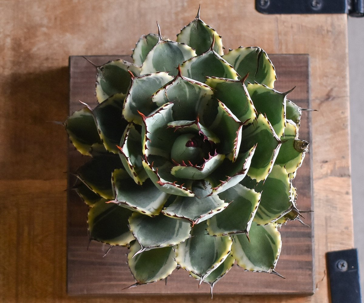 アガベ ポタトラム デザートダイヤモンド（抜き苗販売）【良血統の