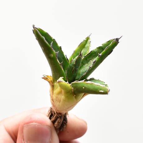 アガベ 華厳 11株セット❗ アガベ 華厳 11株セット❗