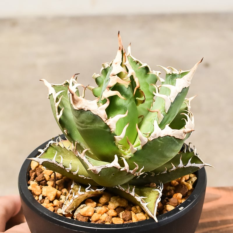 アガベ　チタノタ　オテロイ　赤猫　ゴリ猫　連刺　ボールタイプ　2 アガベ・チタノタ 赤猫-003｜agave titanota redcat weezle |