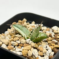 コミフォラ ピンネイトリーブス【超希少種！灌木系コーデックスの人気