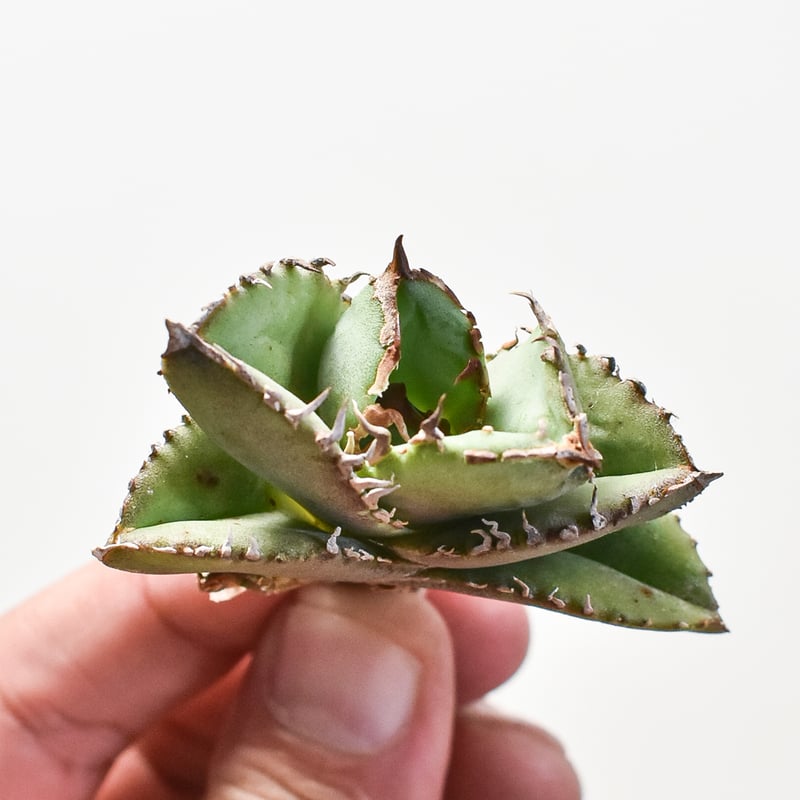 アガベ チタノタ 