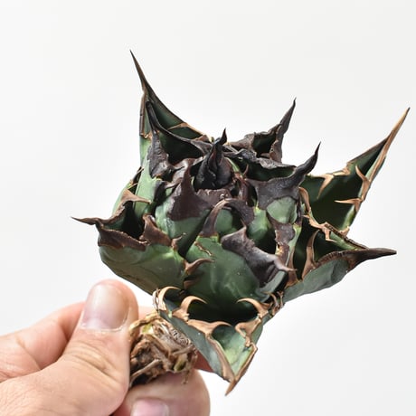 【RAFLUM特選株】アガベ チタノタ チーター "精品猟豹"  【台湾 dragon agave産/中株/抜き苗】DG2402736(T) A