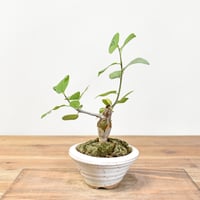 チレコドン レティキュラーツス 